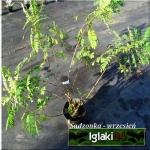 Amorpha fruticosa - Amorfa krzewiasta - Indygowiec krzewiasty - ciemnofioletowe FOTO 