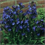 Anchusa azurea Loddon Royalist - Farbownik lazurowy Loddon Royalist - niebieskie, wys. 40/100, kw. 6/7 FOTO zzzz
