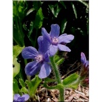 Anchusa azurea Loddon Royalist - Farbownik lazurowy Loddon Royalist - niebieskie, wys. 40/100, kw. 6/7 FOTO zzzz