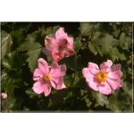Anemone hupehensis Praecox - Zawilec japoński Praecox - różowy, wys 80, kw 8/10 FOTO