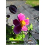Anemone hupehensis Splendens - Zawilec japoński Splendens - różowy, wys 80, kw 8/10 FOTO