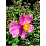 Anemone hupehensis Splendens - Zawilec japoński Splendens - różowy, wys 80, kw 8/10 FOTO