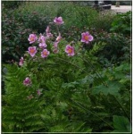 Anemone hybrida Rosenschale - Zawilec mieszańcowy Rosenschale  - różowy, wys 90, kw 8/10 FOTO 
