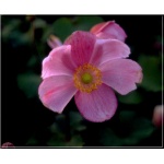 Anemone hybrida Rosenschale - Zawilec mieszańcowy Rosenschale  - różowy, wys 90, kw 8/10 FOTO 
