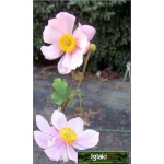 Anemone hybrida Serenade - Zawilec mieszańcowy Serenade - różowy, wys 90, kw 8/9 C2