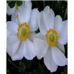 Anemone japonica Honorine Jobert - Zawilec japoński Honorine Jobert - biały, pojedynczy, wys 100, kw 8/10 FOTO