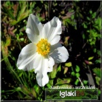 Anemone japonica Honorine Jobert - Zawilec japoński Honorine Jobert - biały, pojedynczy, wys 100, kw 8/10 FOTO