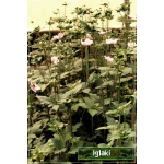 Anemone japonica Lorelei - Zawilec japoński Lorelei - różowy, wys 60, kw 8/10 FOTO