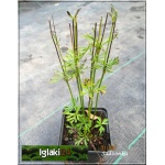 Anemone lesseri Rubra - Anemone multifida Rubra - Zawilec wielosieczny Rubra - czerwono-karminowe, wys 30, kw 5/6 FOTO