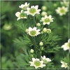 Anemone multifida Annabella White - Zawilec wielosieczny Annabella White - białe, wys. 30, kw 5/6 C0,5
