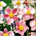 Anemone tomentosa robustissima - Zawilec pejęczynowaty robustissima - różowy, wys 100, kw 8/10 FOTO 
