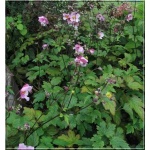 Anemone tomentosa robustissima - Zawilec pejęczynowaty robustissima - różowy, wys 100, kw 8/10 FOTO 