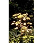 Angelica archangelica - Dzięgiel litwor - Arcydzięgiel litwor - żółte, wys. , kw. 6/8 FOTO 