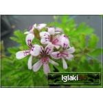 Anginka - Anginowiec - Pelargonia - Geranium FOTO 