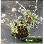 Antennaria dioica - Ukwap dwupienny - różowy, wys 15, kw 5/7 FOTO 