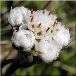 Antennaria dioica - Ukwap dwupienny - różowy, wys 15, kw 5/7 FOTO 
