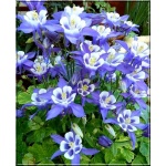 Aquilegia caerulea Blue Star - Orlik błękitny Blue Star - fioletowo-niebieski, wys. 60, kw. 4/5 FOTO