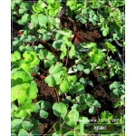 Aquilegia vulgaris Black Barlow - Orlik pospolity Black Barlow - ciemnofioletowy, wys 50, kw 5/7 FOTO
