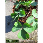 Aquilegia vulgaris Black Barlow - Orlik pospolity Black Barlow - ciemnofioletowy, wys 50, kw 5/7 FOTO