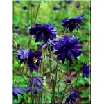 Aquilegia Vulgaris Blue Barlow - Orlik pospolity Blue Barlow - ciemnofioletowy, wys. 50, kw. 5/7 FOTO