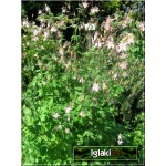 Aquilegia vulgaris Heidii - Orlik pospolity Heidii - różowe, wys 70, kw 5/7 FOTO 