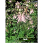 Aquilegia vulgaris Heidii - Orlik pospolity Heidii - różowe, wys 70, kw 5/7 FOTO 