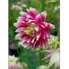 Aquilegia vulgaris Nora Barlow - Orlik pospolity Nora Barlow - różowy, wys 75, kw 5/6 FOTO 