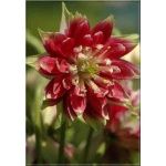 Aquilegia vulgaris Nora Barlow - Orlik pospolity Nora Barlow - różowy, wys 75, kw 5/6 FOTO 