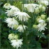 Aquilegia vulgaris White Barlow - Orlik pospolity White Barlow - biały, wys 60, kw 5/6 FOTO  