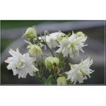 Aquilegia vulgaris White Barlow - Orlik pospolity White Barlow - biały, wys 60, kw 5/6 FOTO  