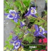 Aquilegia vulgaris Winki Blue and White - Orlik pospolity Winki Blue - niebieski-biały, wys 50, kw 5/7 FOTO