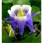 Aquilegia vulgaris Winki Blue and White - Orlik pospolity Winki Blue - niebieski-biały, wys 50, kw 5/7 FOTO