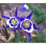 Aquilegia vulgaris Winky Double Blue & White - Orlik pospolity Winky Double Blue & White - biało-niebieskie, wys. 40, kw. 5/7 FOTO