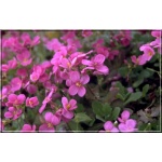 Arabis caucasica Pinke - Gęsiówka kaukaska Pinke - różowa, wys 8/15, kw 4/6 FOTO 
