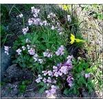 Arabis caucasica Pinke - Gęsiówka kaukaska Pinke - różowa, wys 8/15, kw 4/6 C0,5 
