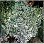 Arabis ferdinandi coburgii Variegata - Gęsiówka macedońska Variegata - biało-zielony liść, wys 10, kw 4/6 FOTO 