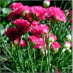 Armeria maritima Splendens - Zawciąg nadmorski Splendens - różowe, wys 15, kw 5/7 FOTO 