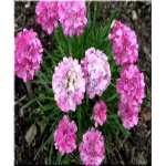 Armeria maritima Splendens - Zawciąg nadmorski Splendens - różowe, wys 15, kw 5/7 FOTO 