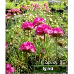 Armeria maritima Splendens - Zawciąg nadmorski Splendens - różowe, wys 15, kw 5/7 C0,5 