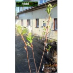 Aronia melanocarpa Hugin - Aronia czarna Hugin FOTO
