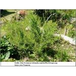 Artemisia dracunculus - Estragon francuski - żółte, wys. 60, kw 6/8 FOTO