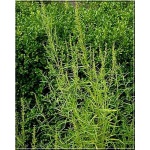 Artemisia dracunculus - Estragon francuski - żółte, wys. 60, kw 6/8 FOTO