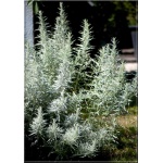 Artemisia ludoviciana - Bylica luizjańska - białe, wys. 60/90, kw. 7/8 FOTO zzzz