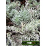 Artemisia schmidtiana Silver Mound - Bylica Schmidta Silver Mound - żółte, wys. 30, kw. 6/7 FOTO  