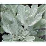 Artemisia Shiny Silvery Foliage - Bylica Shiny Silvery Foliage - żółte, wys. 30, kw. 6/7 FOTO