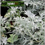 Artemisia stelleriana Boughton Silver - Bylica Stellera Boughton Silver - liść srebrzysto-zielony, wys. 20, kw. 7/8 FOTO 