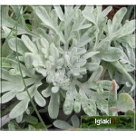 Artemisia stelleriana Boughton Silver - Bylica Stellera Boughton Silver - liść srebrzysto-zielony, wys. 20, kw. 7/8 FOTO 