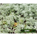 Artemisia stelleriana Silver Brocade - Bylica Stellera Silver Brocade - żółte, wys. 30, kw. 6/8 FOTO 