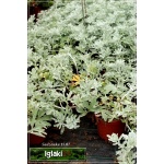 Artemisia stelleriana Silver Brocade - Bylica Stellera Silver Brocade - żółte, wys. 30, kw. 6/8 FOTO 