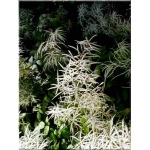 Aruncus dioicus - Parzydło leśne - biały, wys 200, kw 6/7 FOTO